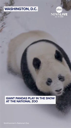 2.6M views · 83K reactions | The un-bear-ably cute giant pandas were seen playing in the snow at the Smithsonian National Zoo in Washington, D.C. https://abcnews.visitlink.me/Ii6tws | ABC News | Facebook