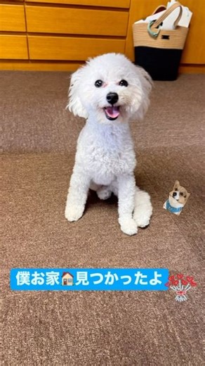 レスキュードッグ 春 on Instagram: "トイプードルのぷぅくんに 家族が出来ました♪ この日が来るまで ぷぅくんはいっぱい頑張りました 足の骨折 何度も手術しました 長い入院もしました 頑張ったから今日という日があったんだと 思います みなさん 沢山の応援メッセージ ありがとうございました 今日からぷぅくんの幸せ時間が始まりました💓 #里親になろう #保護犬を家族に #ずっとのお家 #トイプードル里親募集中 #犬足骨折 #保護犬を家族に"