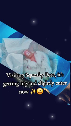 Pete the ugly doveling #doves #animalsoftiktok