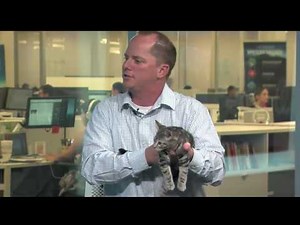 OKC Animals: Spring kittens & June Cat Adoptions