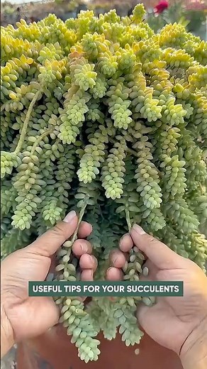 How to Propagate Succulents from Leaves (Step-by-Step)