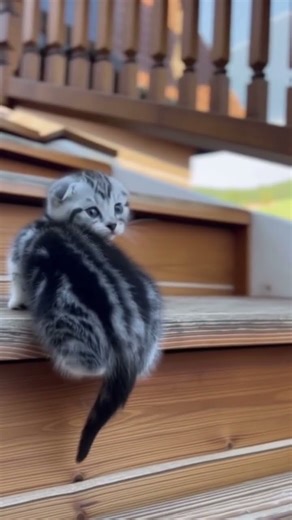 Eine Katze, die die Treppe hinaufgeht 5 #cat #kitten #shorts