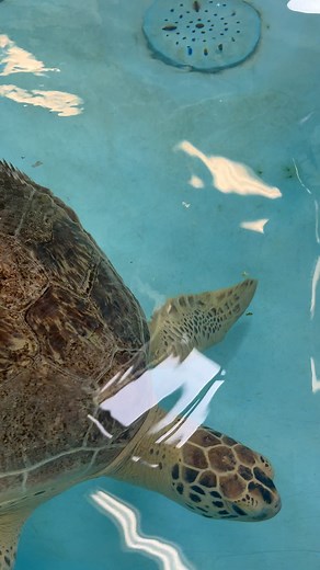 4.4K views · 25 reactions | Simply Southern on Reels | Facebook