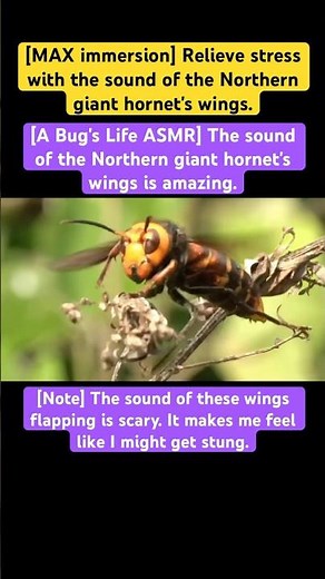 [A Bug's Life ASMR] The sound of the Northern giant hornet's wings is amazing. #remix #music #hornet