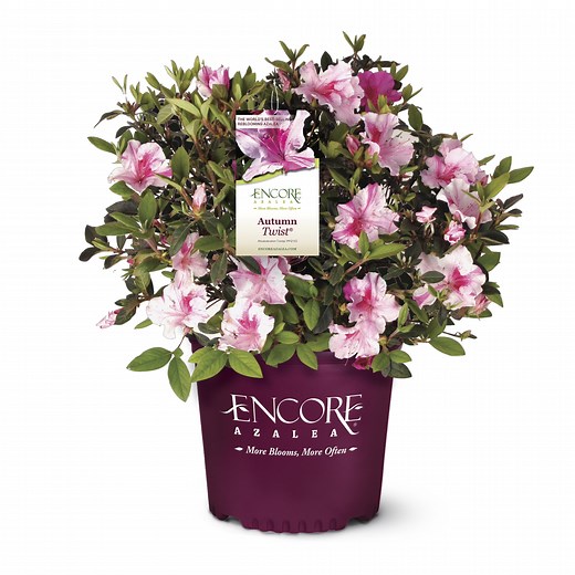 Encore Azalea Autumn Twist Live Shrub (1 Gallon)