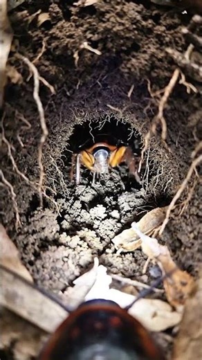 POV: A Cockroach Crawls Into an Underground Nest… What’s Inside?