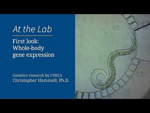 First look: Whole-body gene expression