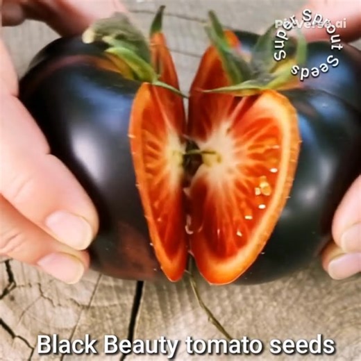 The 'Black Beauty' tomato is an open-pollinated, heirloom variety known for being one of the darkest tomatoes in the world, with a rich, complex flavor and high antioxidant content. Characteristics Appearance: The skin is a deep, glossy purple-black, due to high levels of anthocyanins (the same antioxidants found in blueberries and blackberries). The interior flesh is a rich, deep red or raspberry color. Flavor Profile: It has a rich, smooth, and savory taste with earthy, sometimes smoky, undert