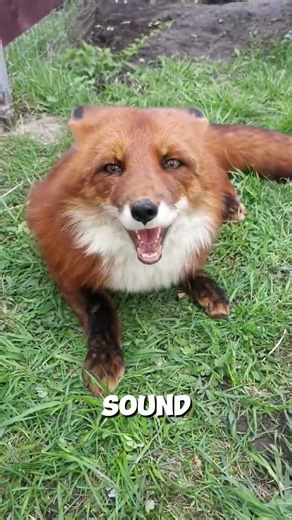 This Animal Actually LAUGHS When It’s Happy 😳🦊 #animalfacts #animals #animalsofyoutube #shorts #fox