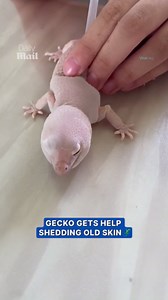Gecko gets gentle help shedding its skin