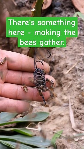 Wild Honey Bees - How to Collect Them 🥰 | Tropical Forest Bees #naturebee