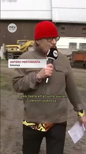 Antero Mertaranta selosti lehmät laitumelle