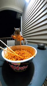 Brown reddish spicy doodle #reddish | PL Vloggers