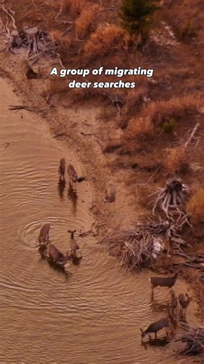 1.4K views · 60 reactions | Glimpses of Migration: False Start || In...