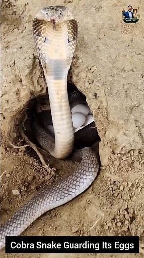 Cobra Snake Guarding Its Eggs #snake #wildliferescue #cobra #wildlifeentertainment #wildlife