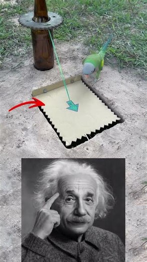 “Genius Parrot Trap You Won’t Believe Actually Works! 🦜😱”