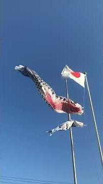 IMG 4Koinobori 鯉のぼり 🎏 | Kodomo no Hi 子どもの日 | Beautiful Spring in Japan 日本の春
