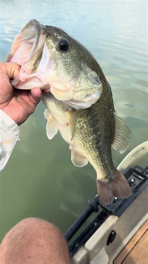 Kiser has been great all year. #fishing #kayakfishing #bass #bassfishing #ohio