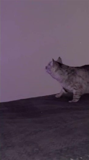 How to Calm Down a Demon Cat 😈🐾 Ghost B C – Year Zero