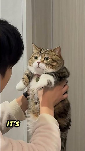 5 Easy Ways to Make Your Cat Super Affectionate With You!