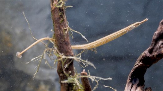 13 reactions | The Wet Spot Tropical Fish on Reels | Facebook