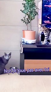 27K views · 550 reactions | C'est Gaston chatgaffe | Jeremandtheduck | Facebook