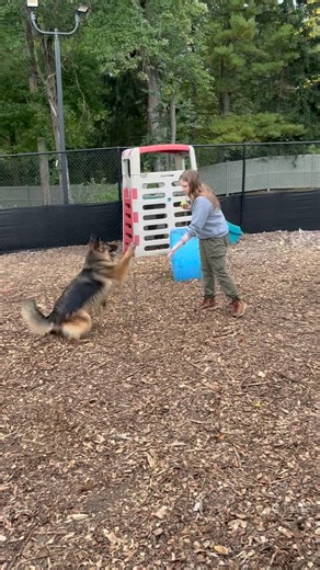 Blown away by how smart this girl is! Meet Emory🎾❤️ This 4-year-old German shepherd is adored by many, but her two-legged best friend at the SPCA, Haylee, sums her up best: “Emory is incredibly smart, obviously! She’ll do just about any trick for a tennis ball, but don’t be fooled—she also loves her stuffed animals and tug-of-war! While she warms up to new friends at her own pace, she’ll let you know when she’s ready for some love—she’s a pro at setting boundaries! She’s a girl who knows what s