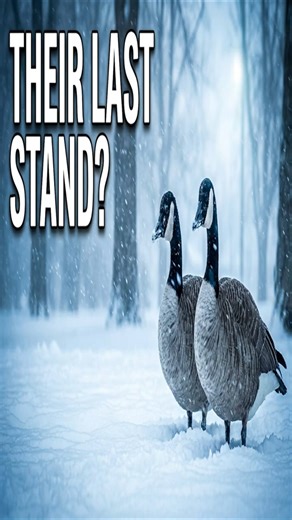 The Calm Before the Geese Chaos #blizzard #wildlife #survival