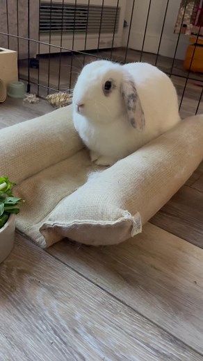 Angry Bunny Throws Tantrum When Owner Leaves for Work