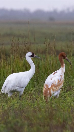 Rare Sighting of Endangered Whooping Cranes in Texas