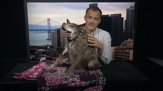 Quasi Modo Crowned World's Ugliest Dog