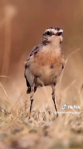Bird Dancing Videos: Nature's Beautiful Performers