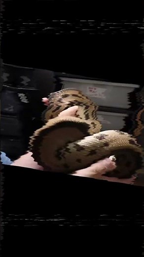 The Most Beautiful Ball Pythons