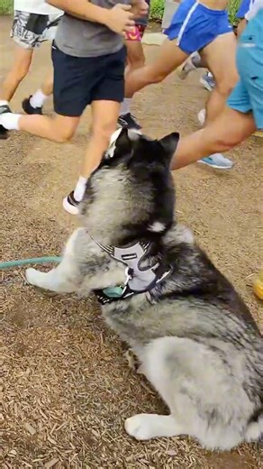 Runners almost RUN OVER my husky! 👀🏃🏃🏻🏃🏽