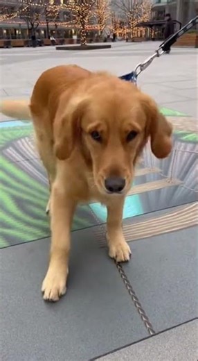 Dog Gets Confused by 3D Optical Illusion 😂🐶 | Funniest Reaction Ever!