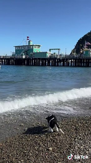 Marlin's Adventures: Living the Island Life in Catalina
