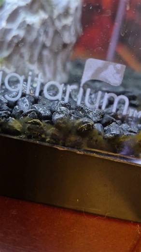 what is this in my aquarium tank