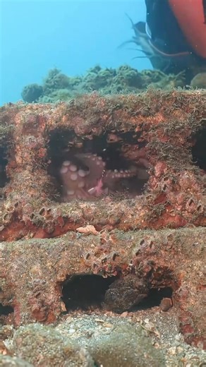 How to catch Octopus🐙🐙🐙 #JohnFishingAdventure #fishing #viralreels #viral #usa #usareels #octopus | John Fishing Adventure