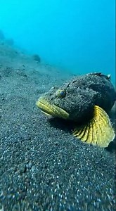 New Fish Digs Into Black Sand Like A Bulldozer