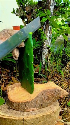 Fresh Aloe Vera Harvest 🌿 | Natural Farming & Healthy Living