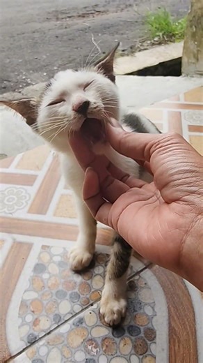 #vlogkucing #kucingsantai #anakanakkucing #kucingsakit #trendingshorts #pecintakucing #miko #cleo