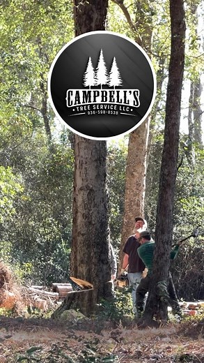27 reactions | In and out — dropped clean Crane work + wedge work . . . Campbell’s Tree Service LLC — Family-owned, fully insured, and trusted: Shelby County, TX (& surrounding areas).  Call/Text: 936-572-1511 (Chase’s Cell) ☎️ Office: 936-598-8538  Email: campbellstreeservice2023@gmail.com  Or message us right here on Facebook!  campbellstreeservicellc.com  We now accept all major credit cards | Campbell’s Tree Service | Facebook