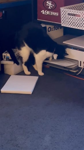 Becca James on Instagram: "I use to keep the printer on the bottom shelf because I didn't use it often. This is when that changed 🤣 I was doing a big project, like 200 pages, double sided, and Baby just kept watching so I decided to record him.... You can see the printer started to pull the paper back in to do the other side, and he grabbed it....which jammed the printer and stopped the project. I had to pull the printer out and go through all the steps to clear it, figure what page it was on, 