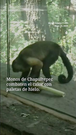 Dan paletas de hielo a monos de Chapultepec para combatir el calor | N+