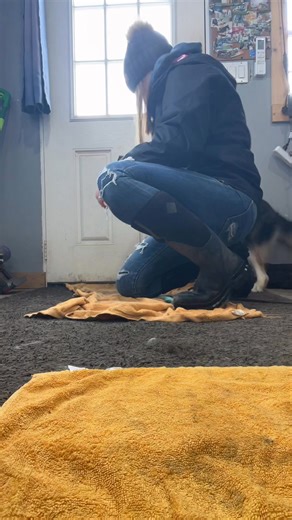 Spaw day! And a reminder we do offer nail trims, if your pup is here for another service we are happy to add a trim for them and if not we come to you with our spaw kit🐾 Can you guess who was a challenge for their nails today?🤣🙈 | Muddy Paws Pet Care & Training Services