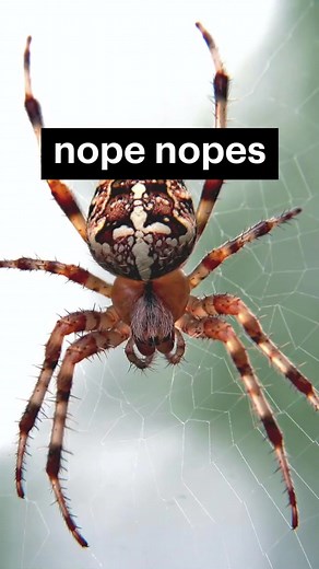 There will always be nope nopes and nope ropes, but at least you can make nice notes with Lucid! 🐍📓 | Lucid Software