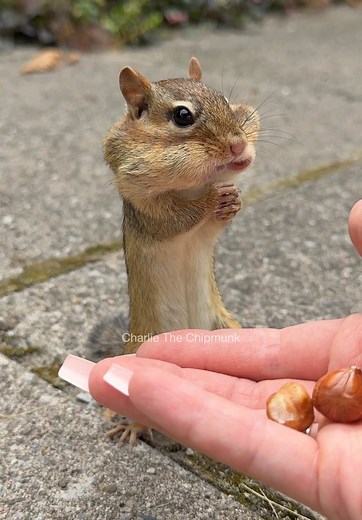 Cute Chipmunks Stuffing Their Cheeks with Hazelnuts