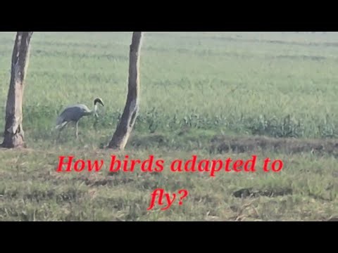 Body modifications that led to the evolution of birds #birds #ecologicalbalance
