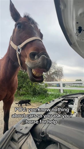 I think she knows what’s wrong with the car #horses #fypシ #cars #horsehelpingout #funny