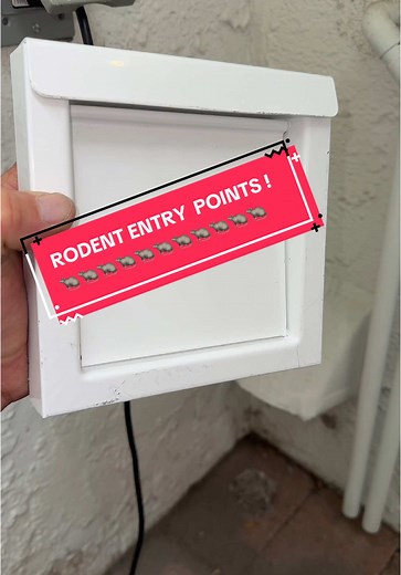 Common Entry Points for Rodents in Your Home